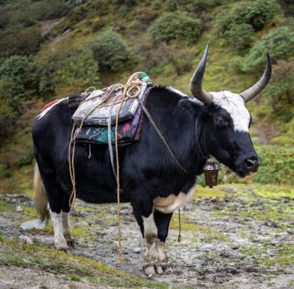 Campanello di yak